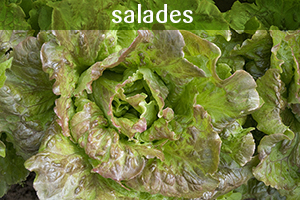 Je bekijkt nu Gebakken little gem sla salade