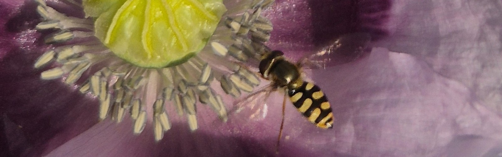 Dierenvrienden