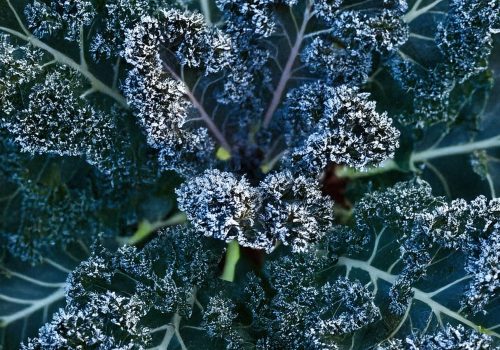 boerenkool met rijp liggend